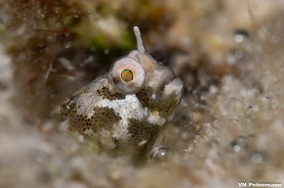Horned Goby