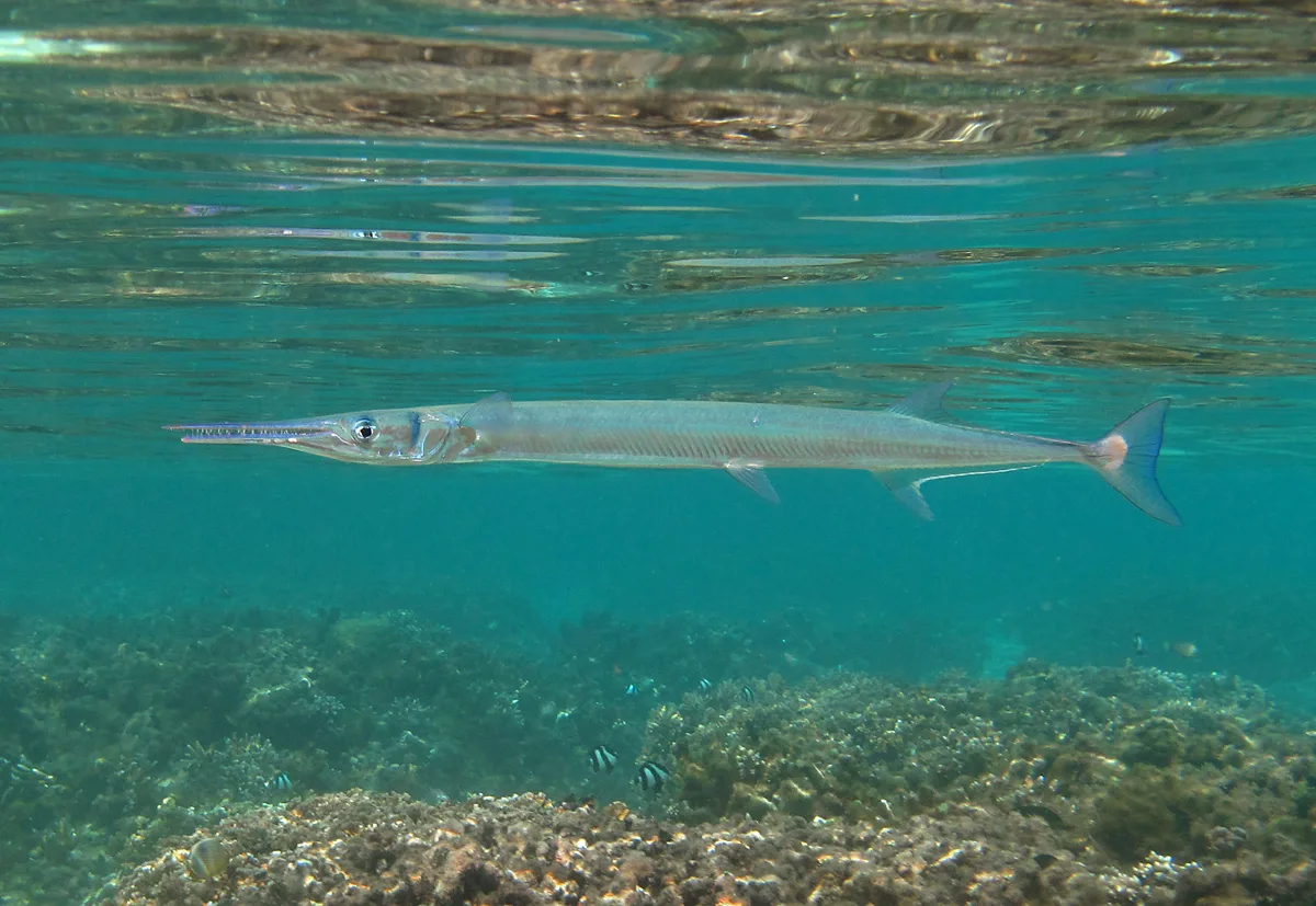 Houndfish