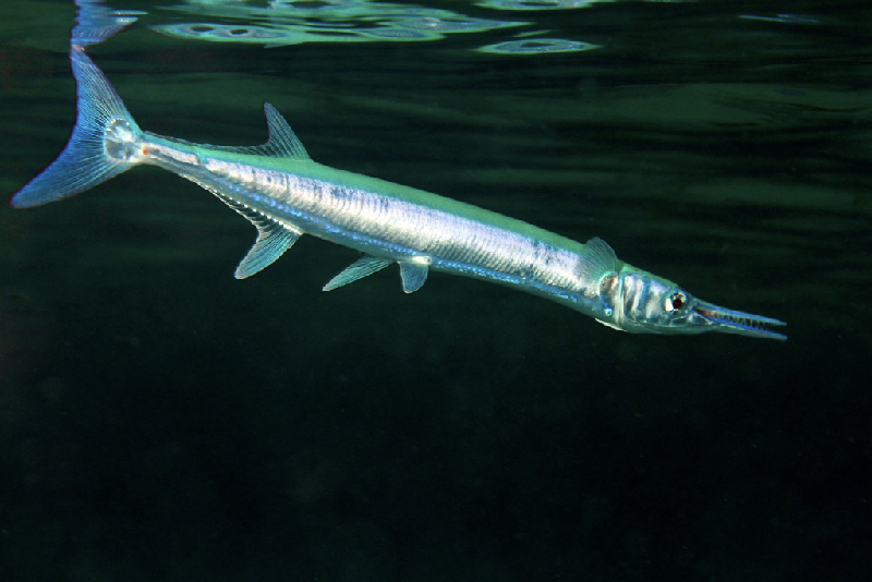 Houndfish (Tylosurus crocodilus) - dangerous marine animal in the Red Sea