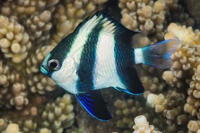 Humbug Dascyllus