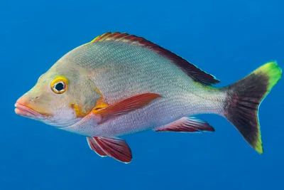 Humpback Snapper