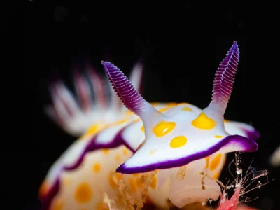Hurghada Hypselodoris