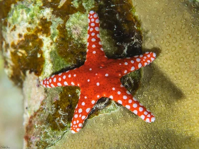 Hurghada Sea Star
