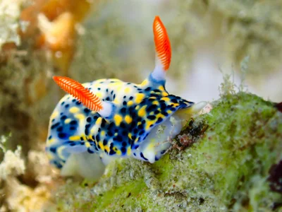 Painted Hypselodoris
