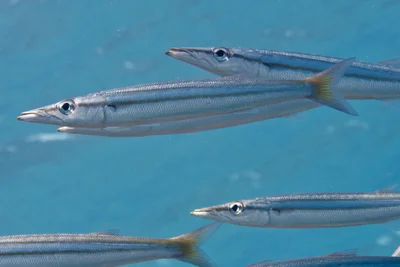 Iburi Barracuda