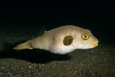 Immaculate Puffer