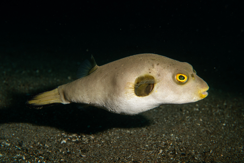 Immaculate Puffer (Arothron immaculatus) - dangerous marine animal in the Red Sea