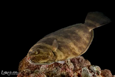 Indian Halibut