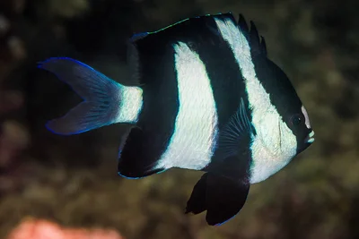 Indian Ocean Humbug