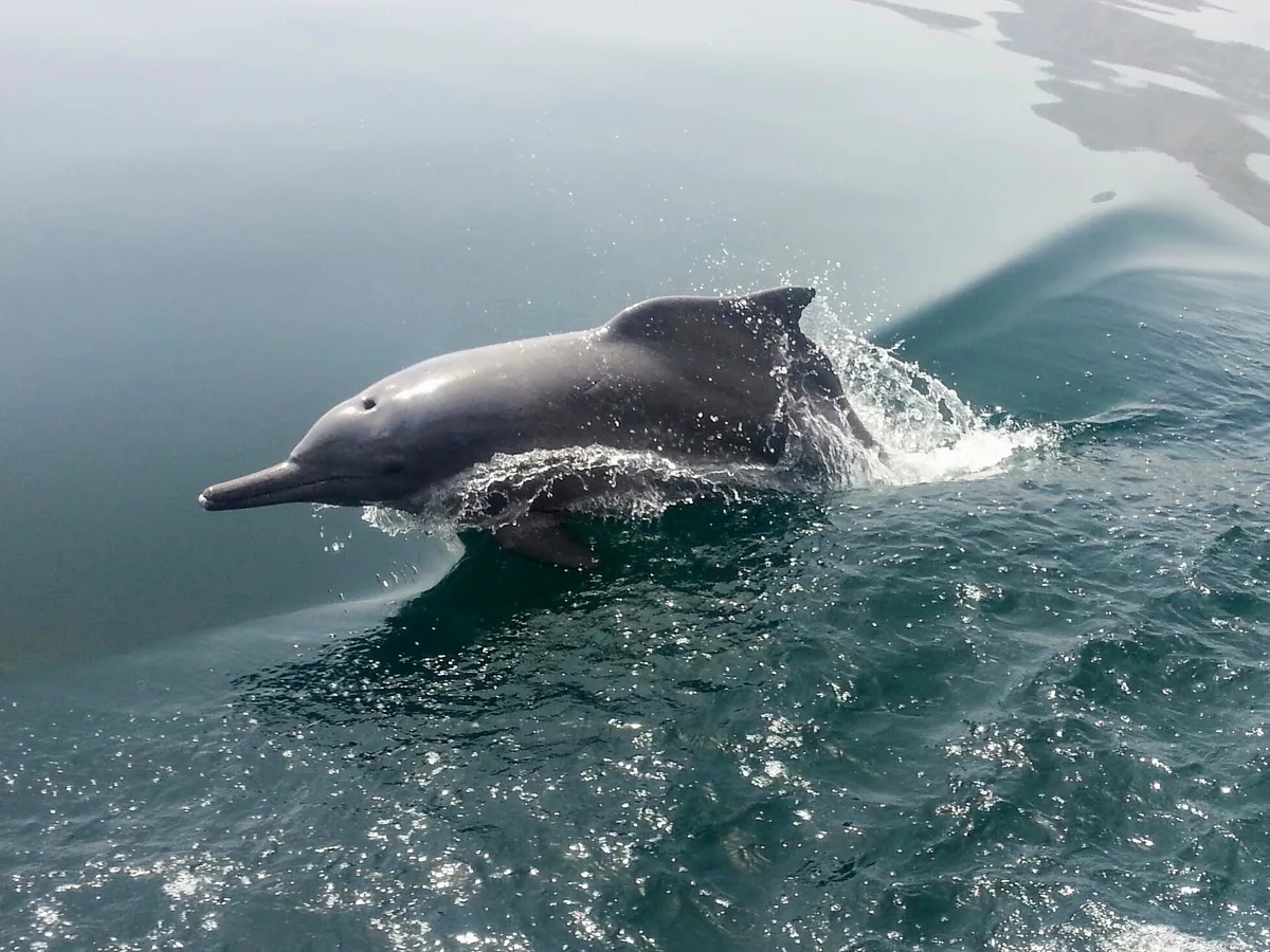 Indian Ocean Humpback Dolphin