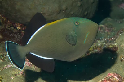 Indian Triggerfish
