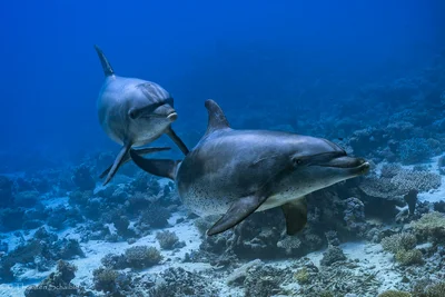 Indo-Pacific Bottlenose Dolphin