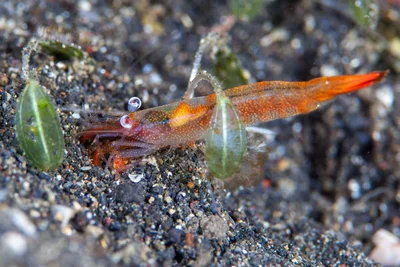 Japanese Night Shrimp