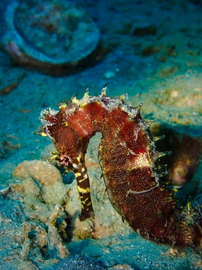 Jayakar's Seahorse