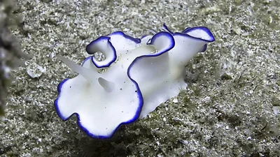 Kahlbrock's Glossodoris