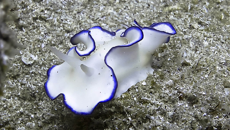 Kahlbrock's Glossodoris (Glossodoris kahlbrocki) - dangerous marine animal in the Red Sea