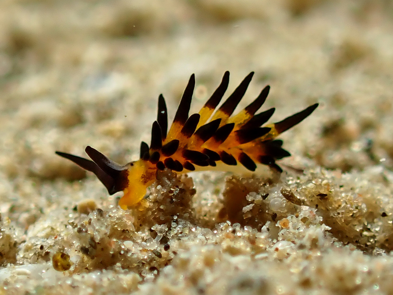 Kevin Lee's Placida (Placida kevinleei) - dangerous marine animal in the Red Sea