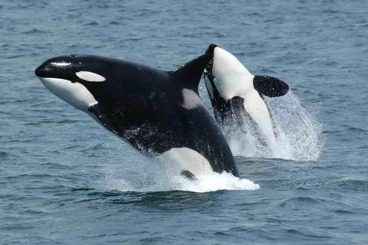 Killer Whale Cosmopolitan
