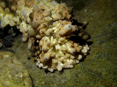 Knobbly Sea Cucumber