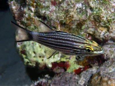 Lachner’s Cardinalfish