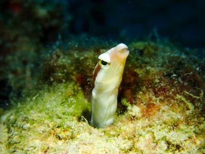 Lance Blenny