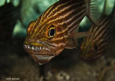 Large-Toothed Cardinalfish