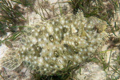 Largetooth Flounder