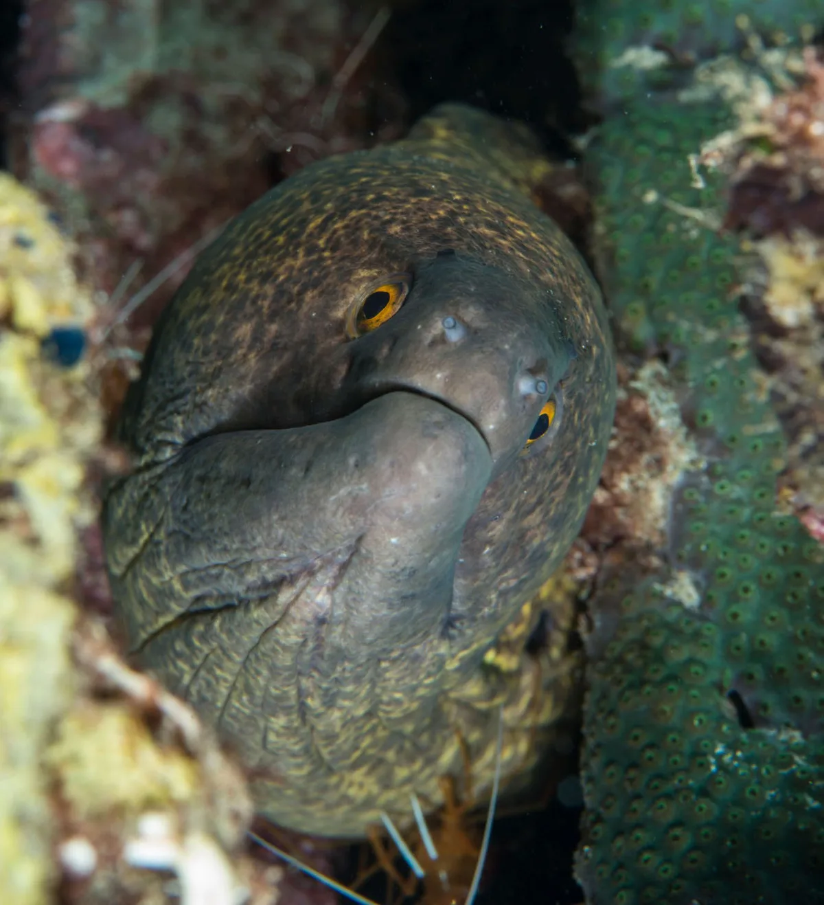 Latticetail Moray