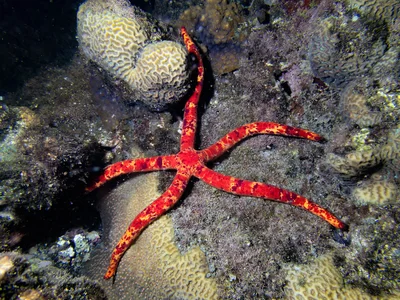 Leach's Sea Star