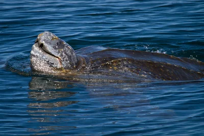 Leatherback Turtle