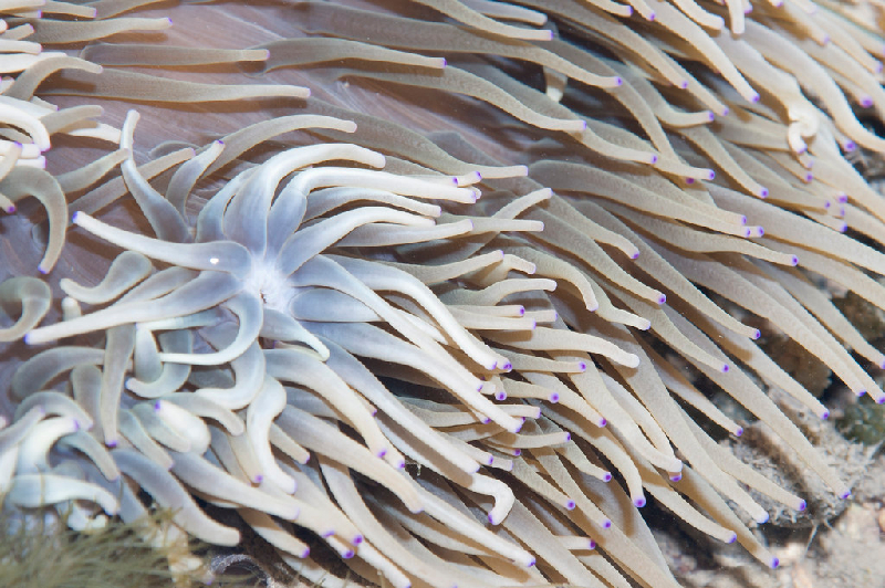 Leathery Sea Anemone (Radianthus crispa) - dangerous marine animal in the Red Sea
