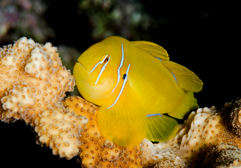 Lemon Coralgoby (Gobiodon citrinus) - dangerous marine animal in the Red Sea