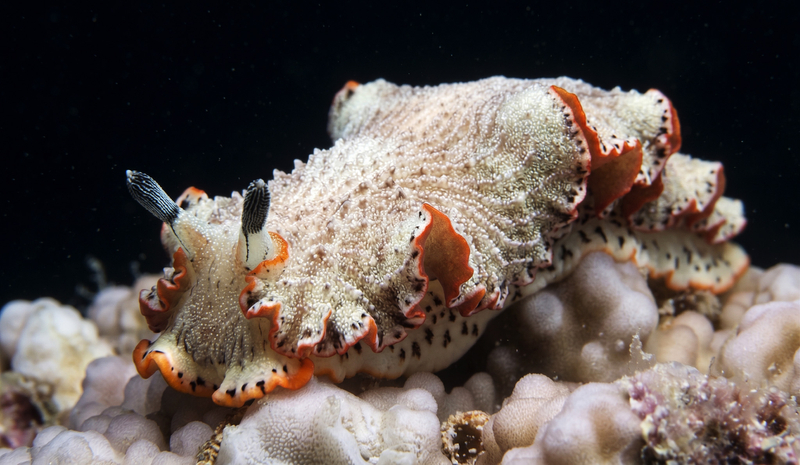 Leon's Pinstripe (Dermatobranchus leoni) - dangerous marine animal in the Red Sea