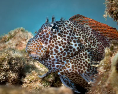 Leopard Blenny