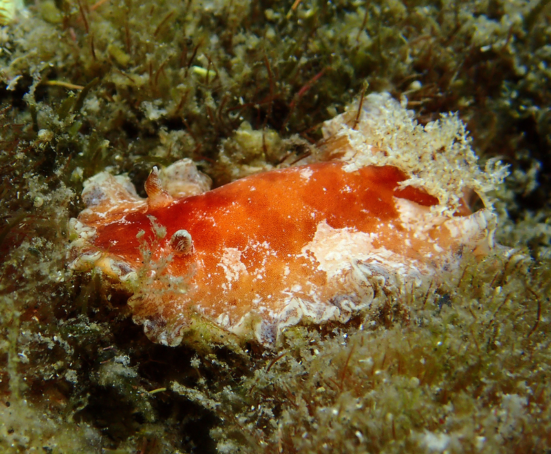 Lilac-edged Pancake Dorid (Platydoris pulchra) - dangerous marine animal in the Red Sea