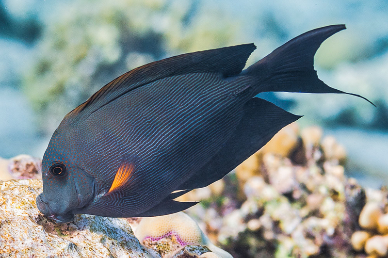 Lined Bristletooth (Ctenochaetus striatus) - dangerous marine animal in the Red Sea
