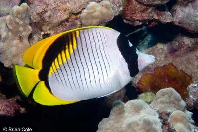 Lined Butterflyfish