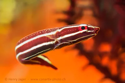 Lined Clingfish