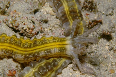 Lion's Paw Sea Cucumber
