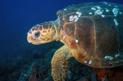 Loggerhead Turtle