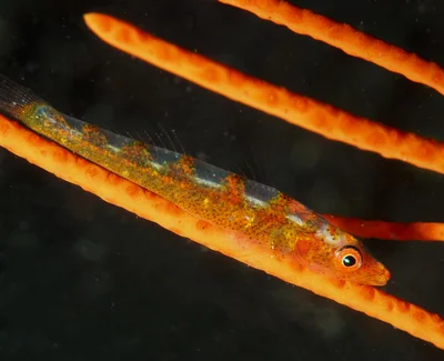 Loki Whipgoby