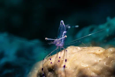 Long-arm Cleaner Shrimp