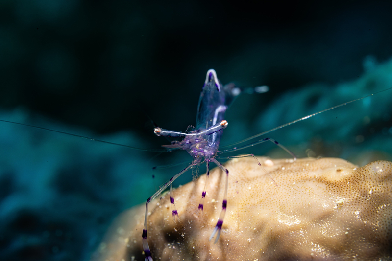 Long-arm Cleaner Shrimp (Ancylomenes longicarpus) - a Red Sea endemic species
