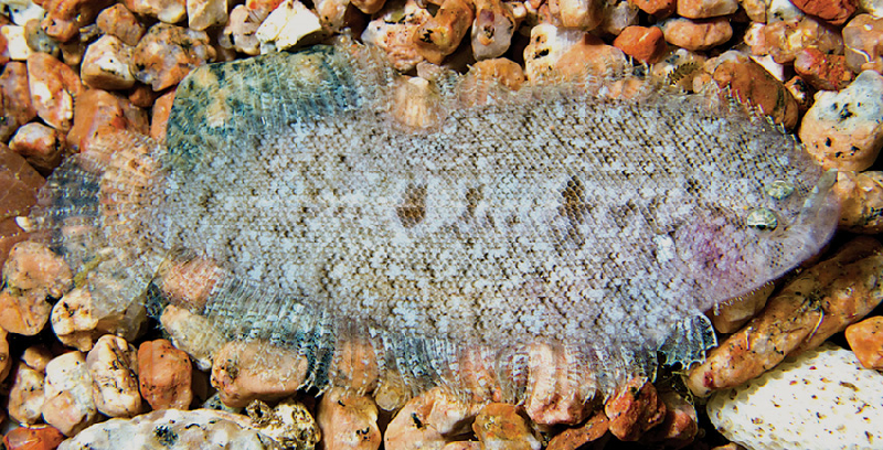 Long-Nose Sole (Aseraggodes macronasus) - a Red Sea endemic species