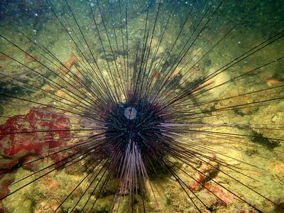 Long-spined Sea Urchin