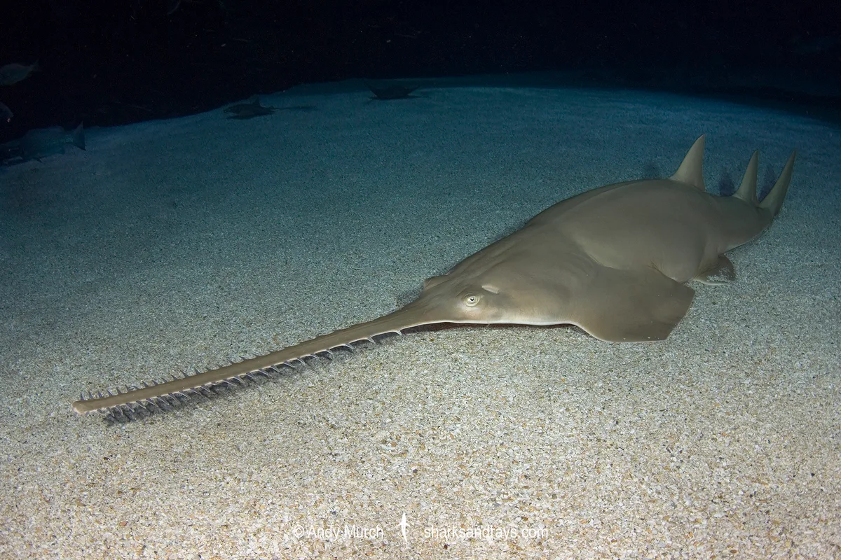 Longcomb sawfish