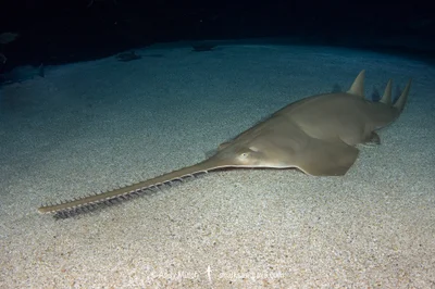 Longcomb sawfish