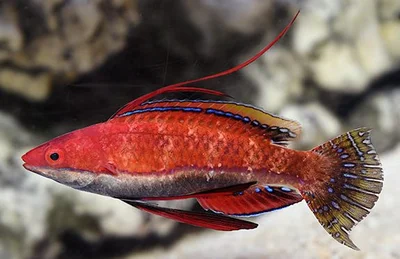 Longfin Fairy Wrasse