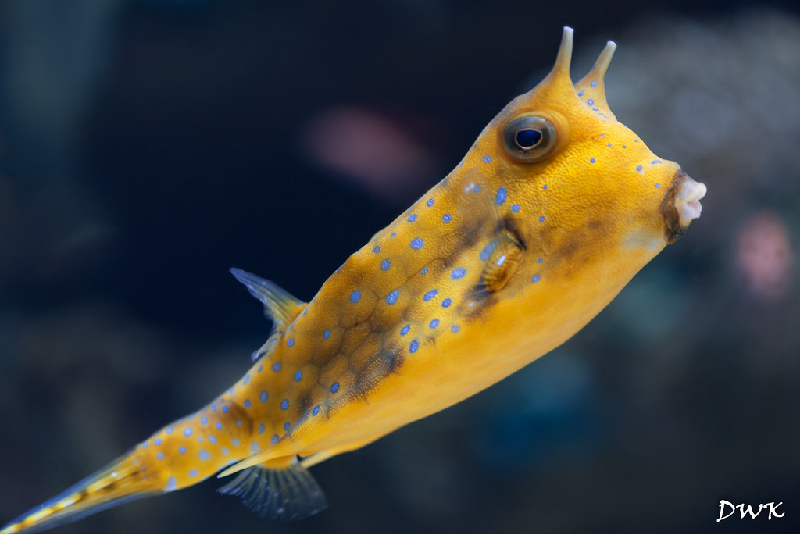 Longhorn Cowfish (Lactoria cornuta) - dangerous marine animal in the Red Sea