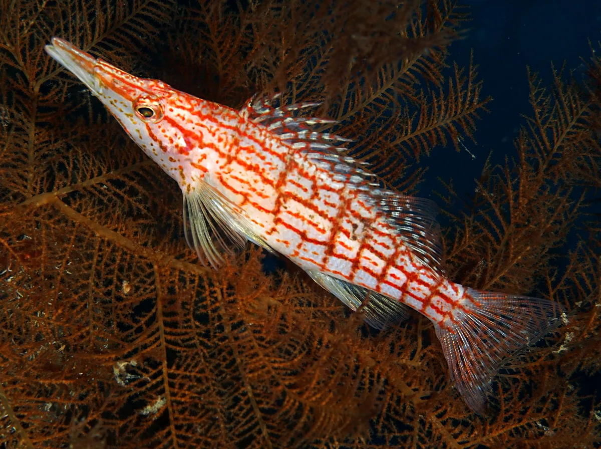 Longnose Hawkfish